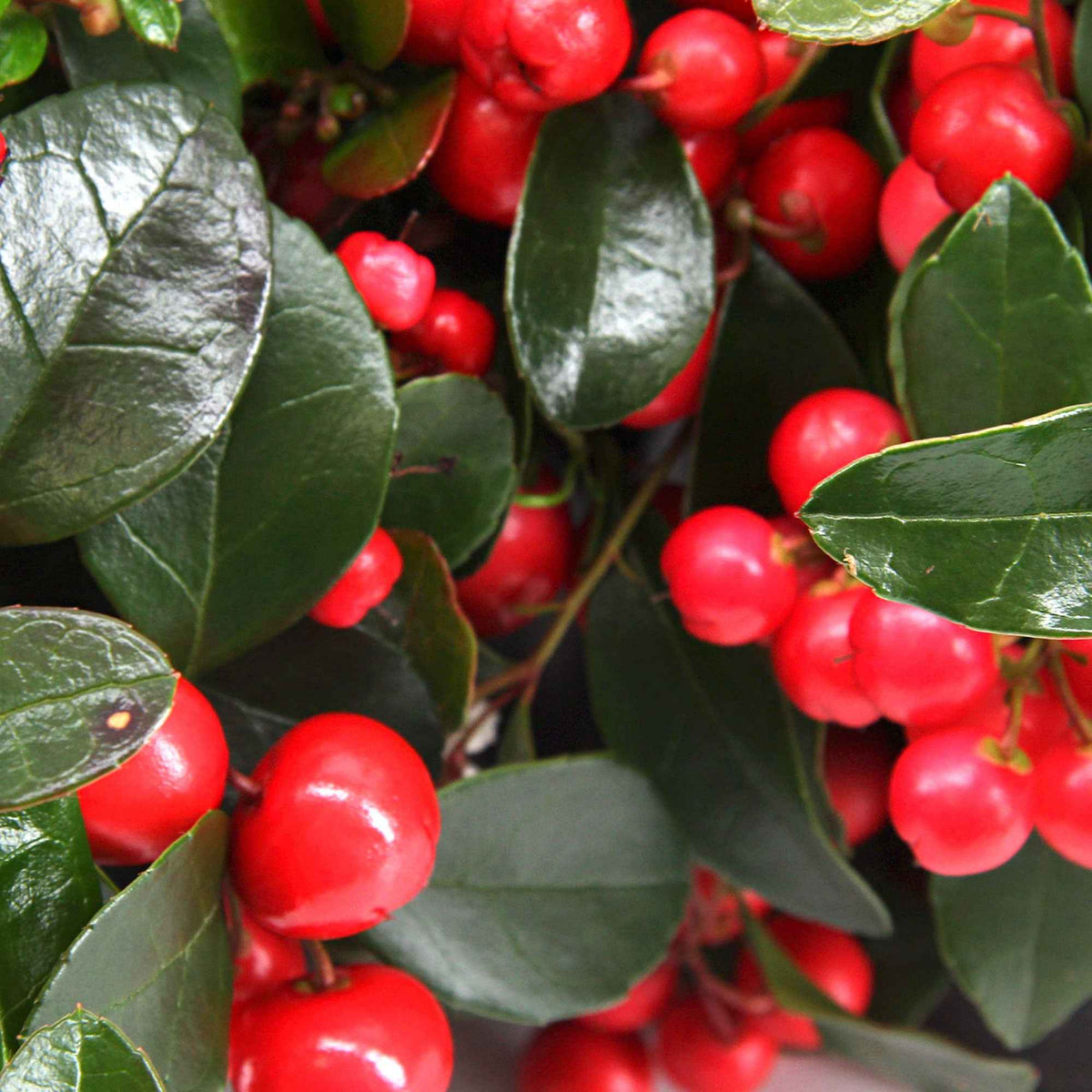 Gaultheria procumbens Big Berry - Gaultheria procumbens Big Berry - Willemse