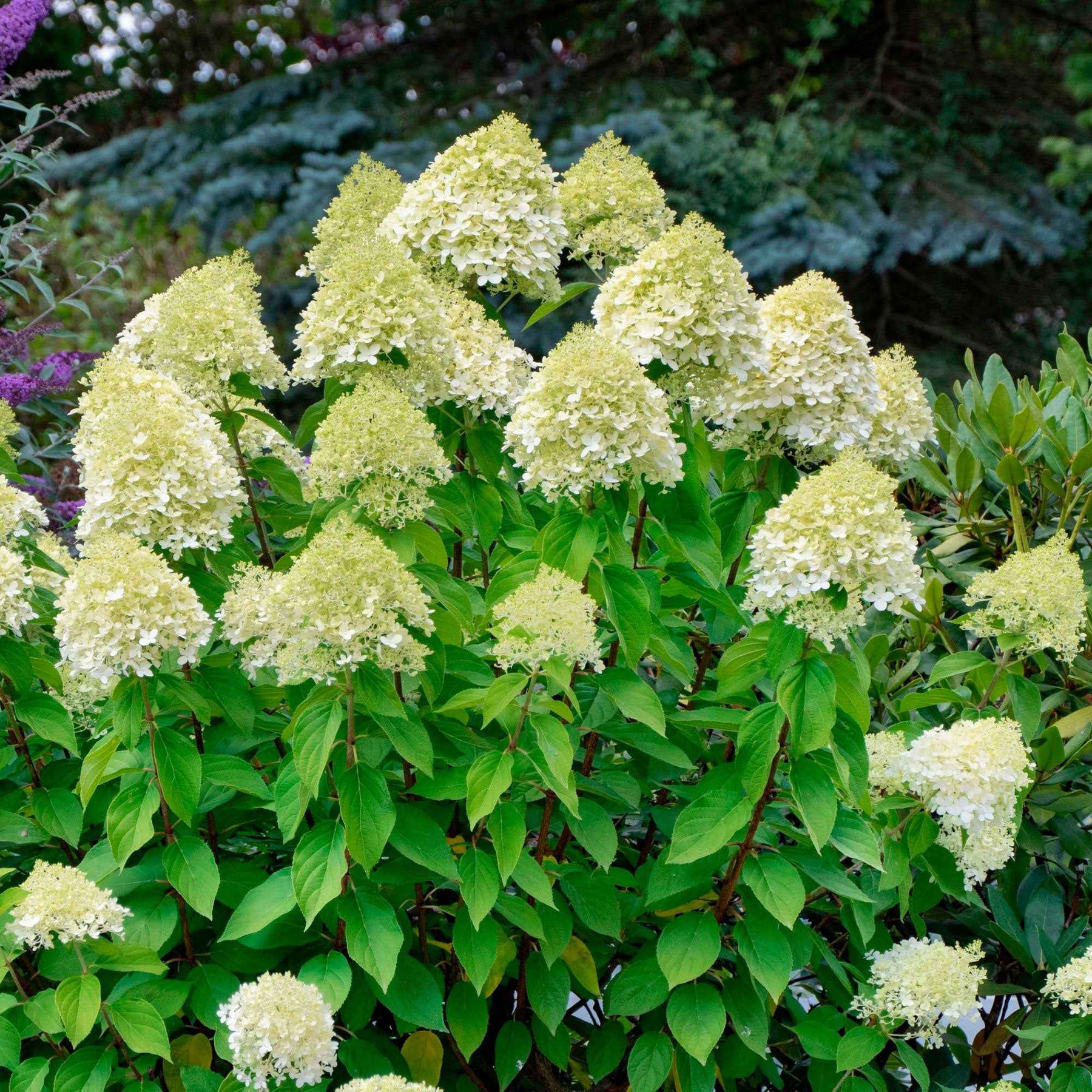 Hortensia paniculé Silver Dollar - Hydrangea paniculata silver dollar - Plantes