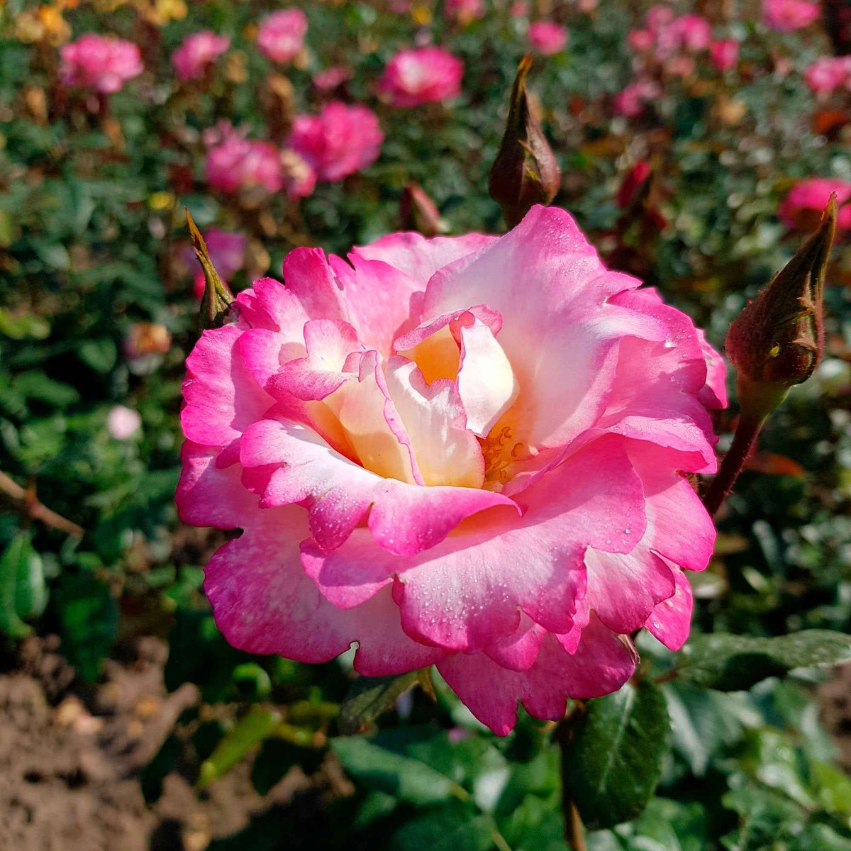 Rosier arbuste Händel - Rosa haendel - Plantes