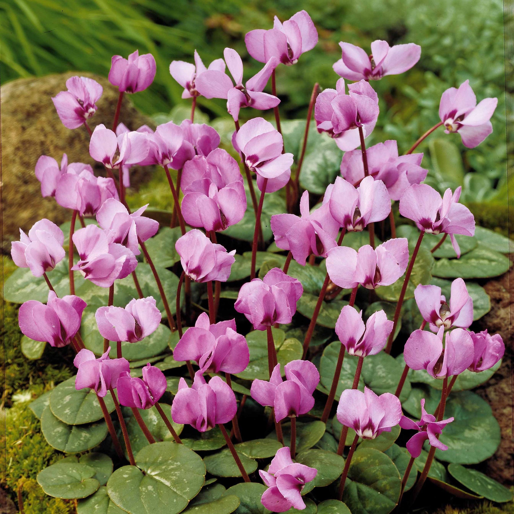 3 Cyclamens de l'île de Cos roses - Cyclamen coum - Willemse