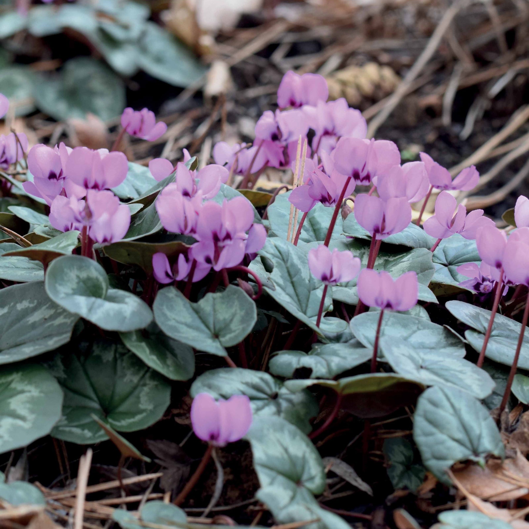 Cyclamen coum - 3 Cyclamens de l'île de Cos roses - Bulbes à fleurs originaux