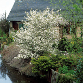 Amélanchier de Lamarck - Amelanchier lamarckii