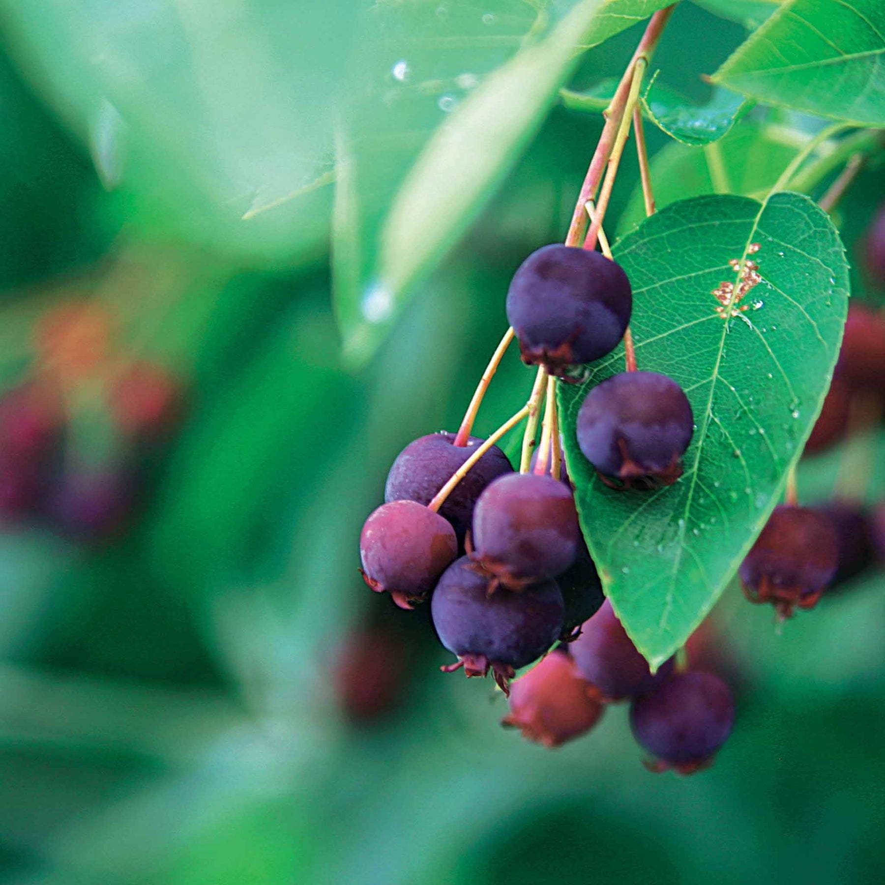 Amélanchier de Lamarck - Amelanchier lamarckii