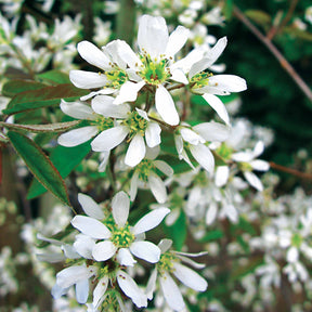 Amélanchier de Lamarck - Amelanchier lamarckii