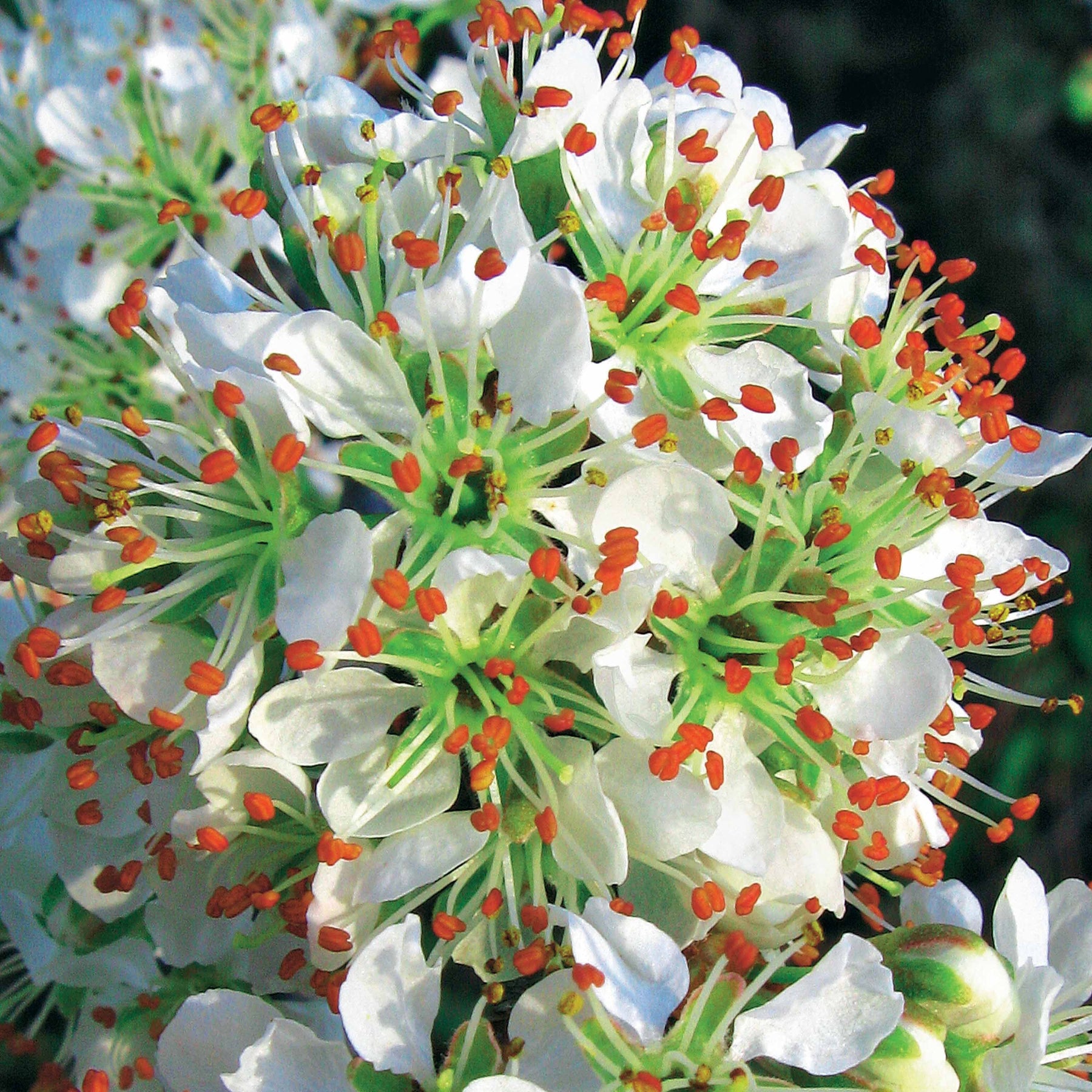 3 Lauriers du Portugal Angustifolia - Prunus lusitanica angustifolia - Willemse