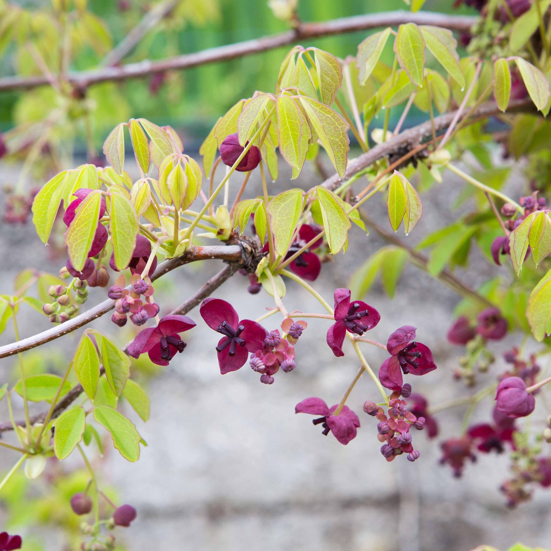 Plantes grimpantes fruitières - Akébia à cinq feuilles - Akebia quinata