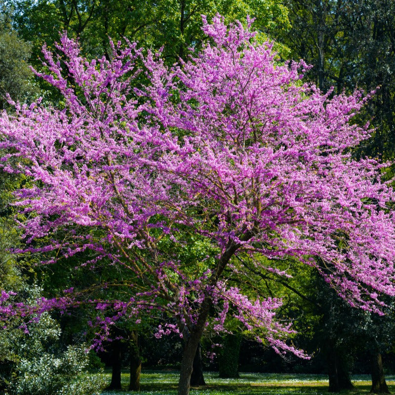 Collection de 2 arbustes : Forsythia et Arbre de Judée - Cercis siliquastrum et forsythia x intermedia spectabilis - Willemse