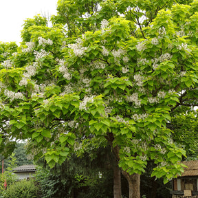 Catalpa bignonioides - Catalpa bignonioides