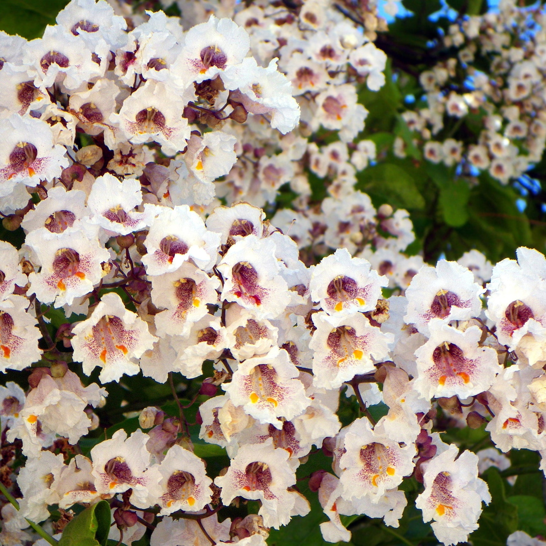 Catalpa bignonioides - Catalpa bignonioides