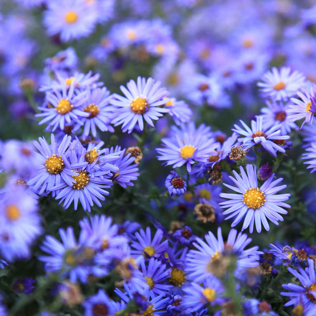 3 Astères dumosus Lady In Blue - Aster dumosus lady in blue - Plantes