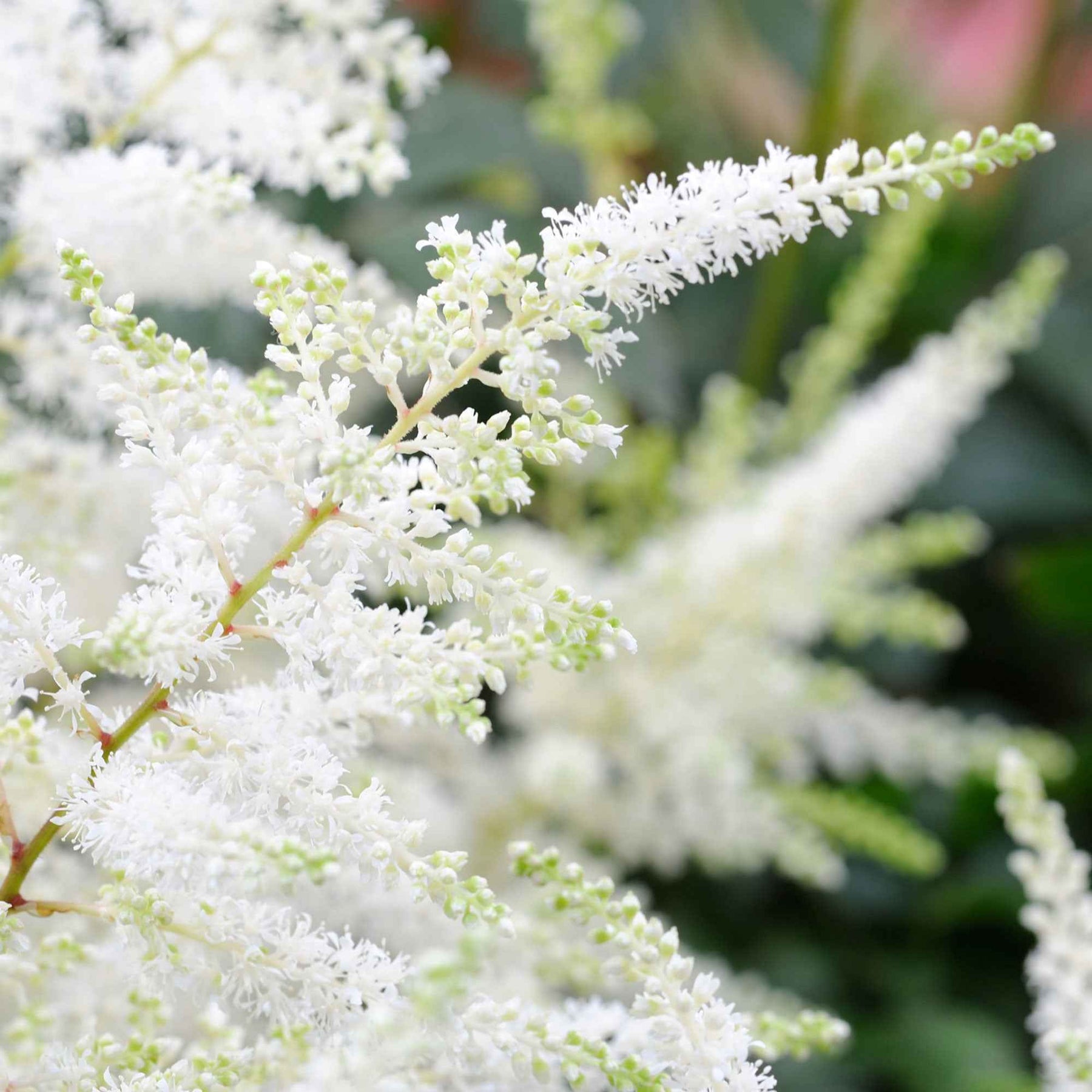 Astilbe - Astilbe d'Arends Brautschleier - Astilbe x arendsii Brautschleier