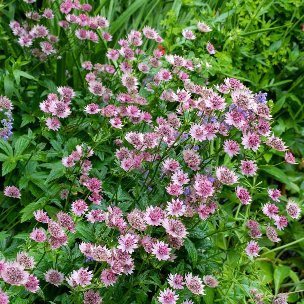 Grande astrance Roma - Astrantia major roma - Plantes