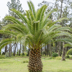 Palmier des Canaries - Willemse