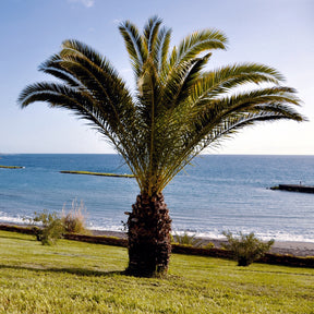 Palmier des Canaries - Phoenix canariensis - Willemse