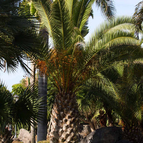 Phoenix canariensis - Palmier des Canaries - Palmier