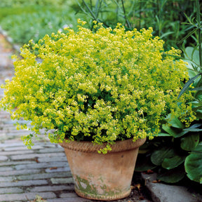 3 Alchemilles - Alchemilla mollis - Plantes