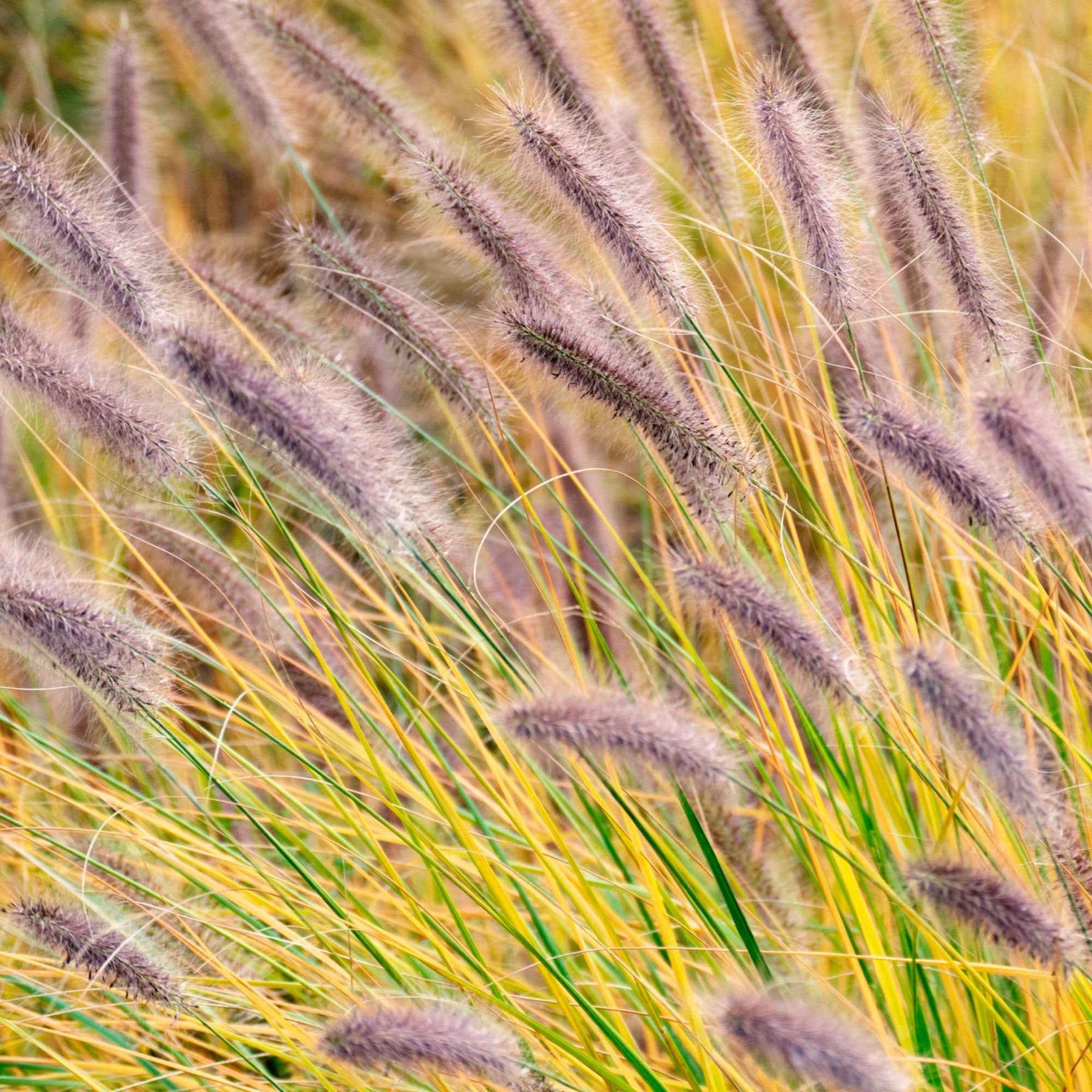 Herbe aux écouvillons viridescens - Pennisetum - Pennisetum alopecuroides f. viridescens - Plantes