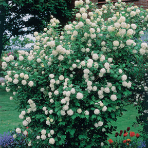 Viorne Boule de neige - Viburnum opulus roseum - Plantes