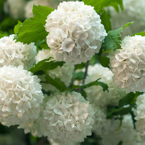 Viorne Boule de neige - Viburnum opulus roseum