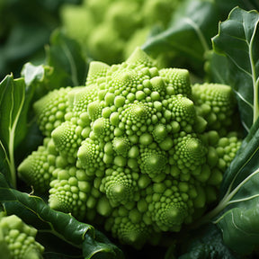 Chou brocoli Romanesco - Willemse