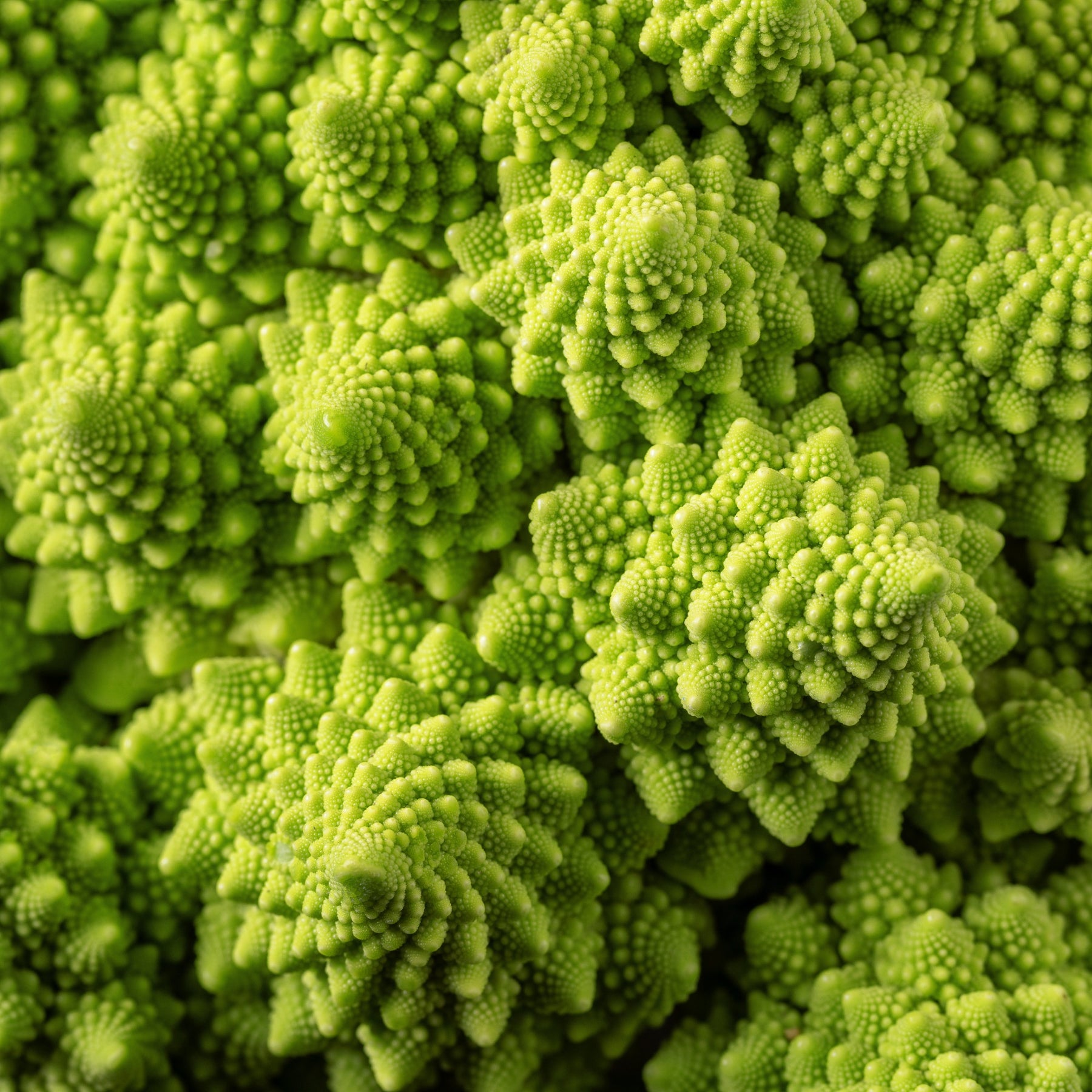 Chou brocoli Romanesco - Brassica oleracea botrytis romanesco - Willemse