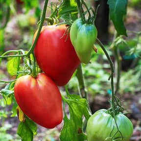 Tomate Coeur de boeuf - Willemse