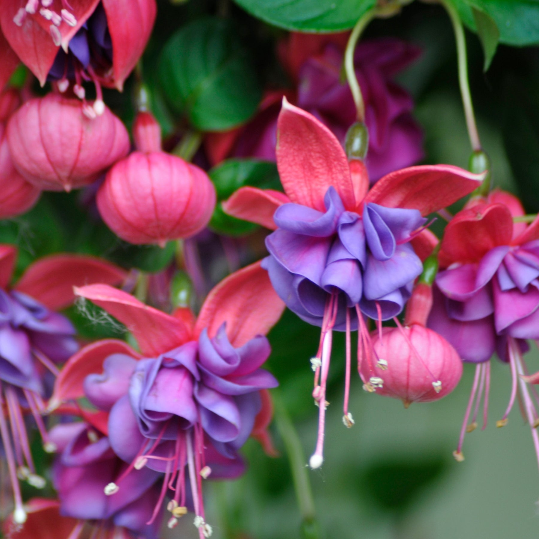 Fuchsia Bicentennial, Dark Eyes, Bella Rosella - 6 Fuchsias en mélange - Fuchsias