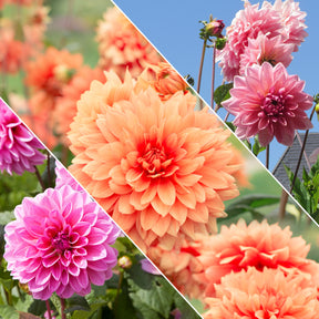 Dahlias nains en mélange - Dahlia berliner kleene, bluesette, margareth kleen - Plantes