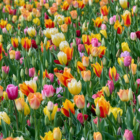 100 Tulipes à longues tiges en mélange