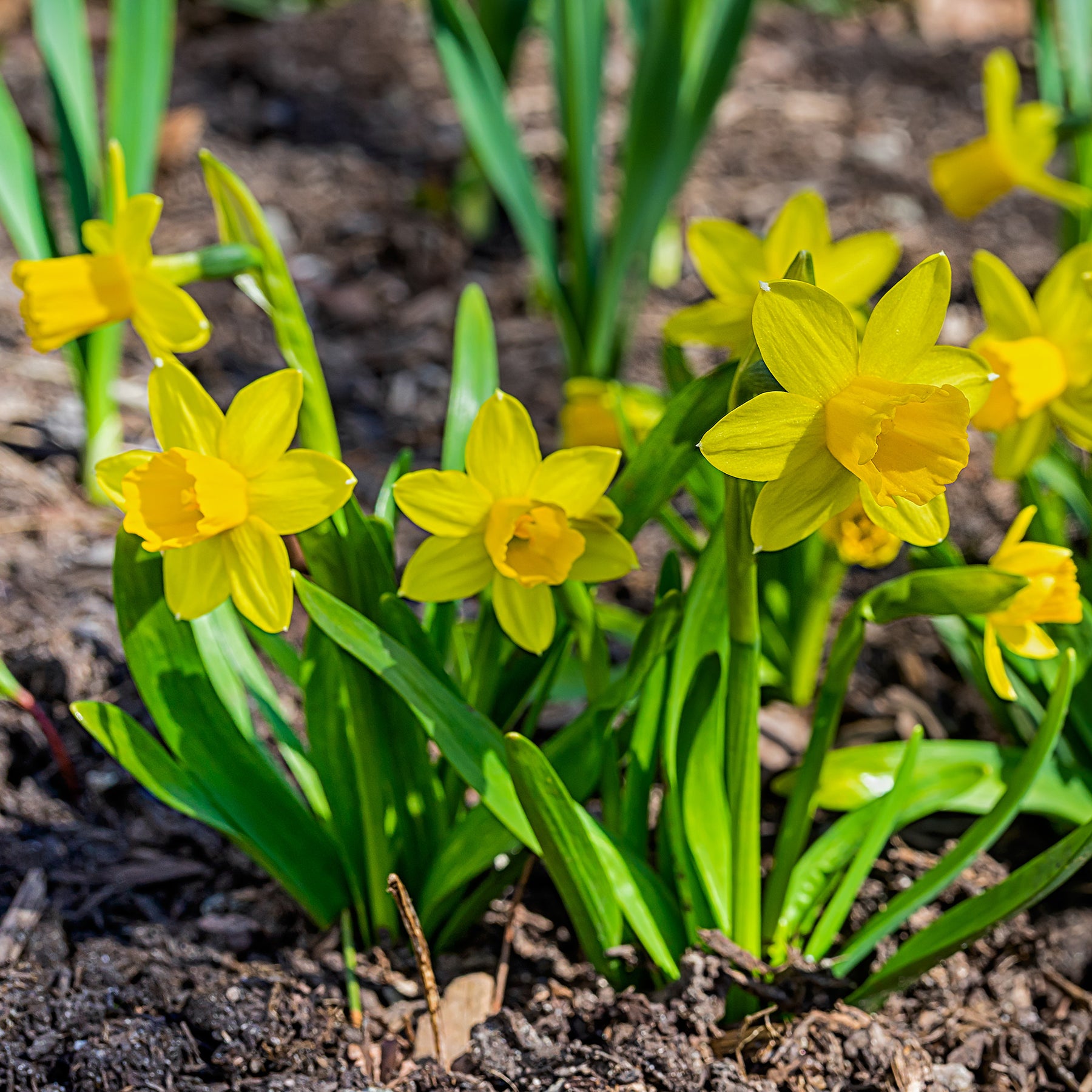 10 Mini-narcisses Tête à Tête - Narcissus tête à tête