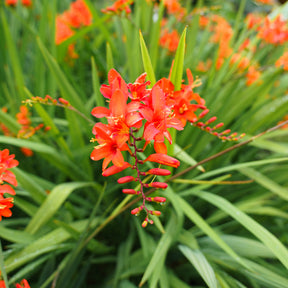 15 Crocosmias rouges - Crocosmia red