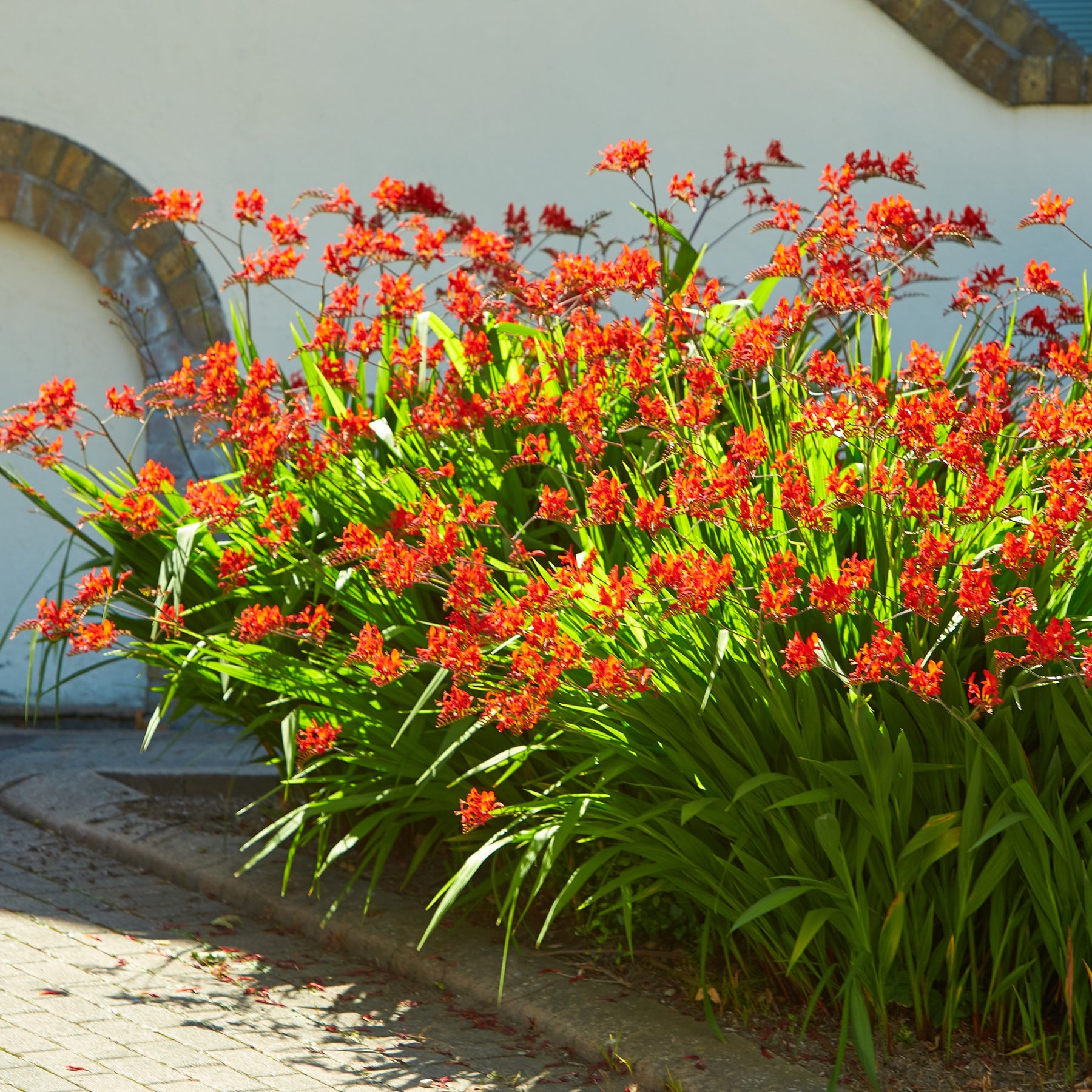 15 Crocosmias rouges - Crocosmia red