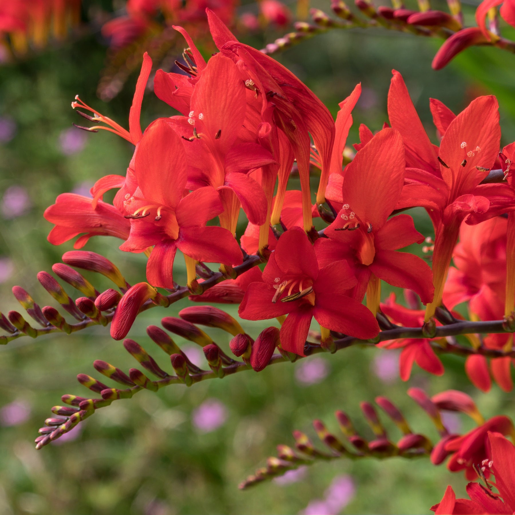 Montbretia 'Lucifer' - Bulbes d'été