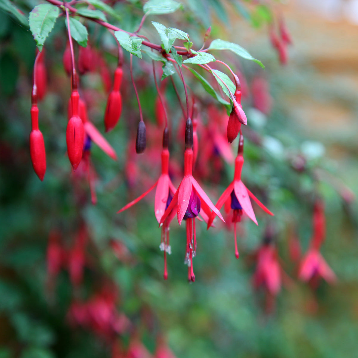 3 Fuchsias résistants au gel Brilliant - Fuchsia brilliant - Plantes vivaces