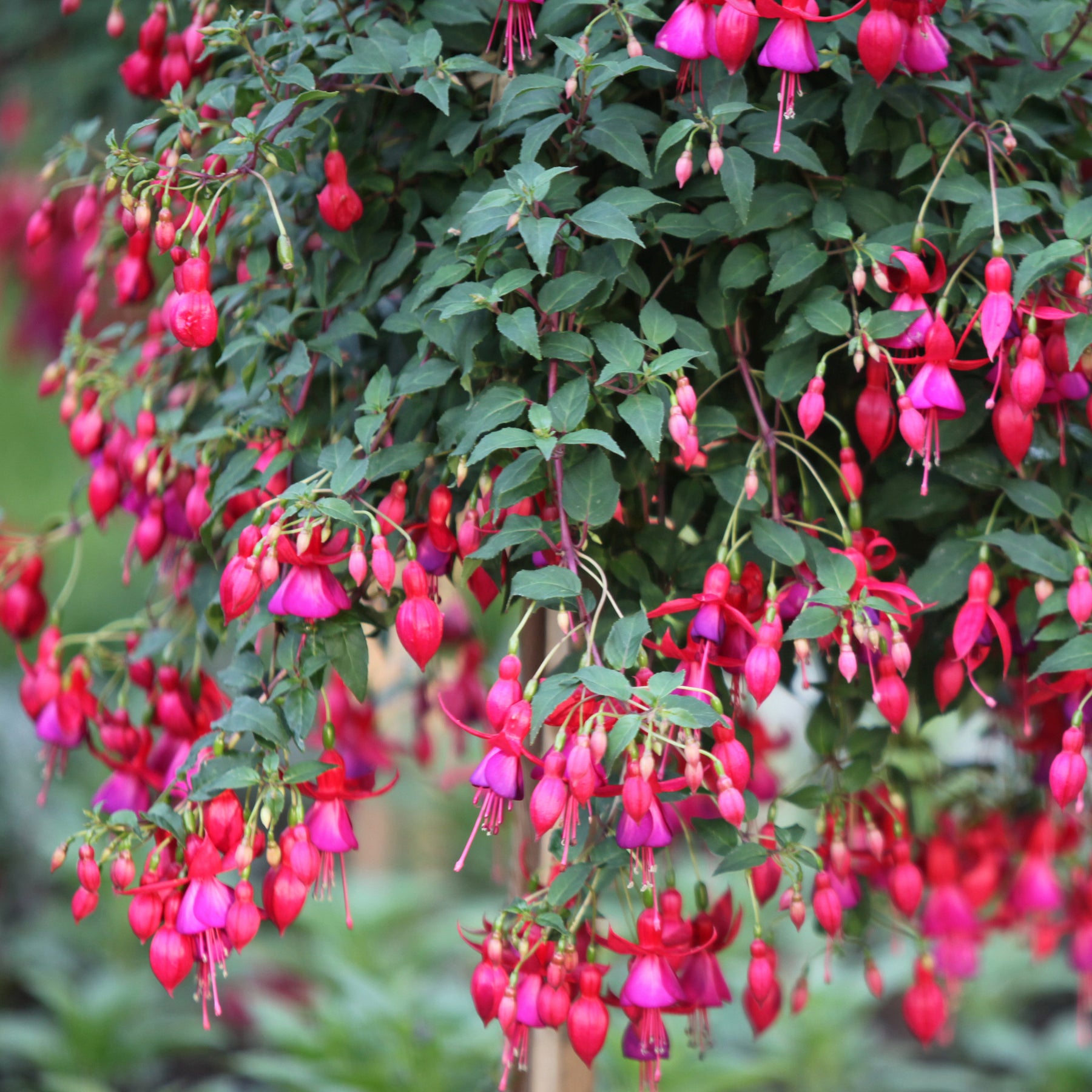 3 Fuchsias résistants au gel Brilliant - Willemse