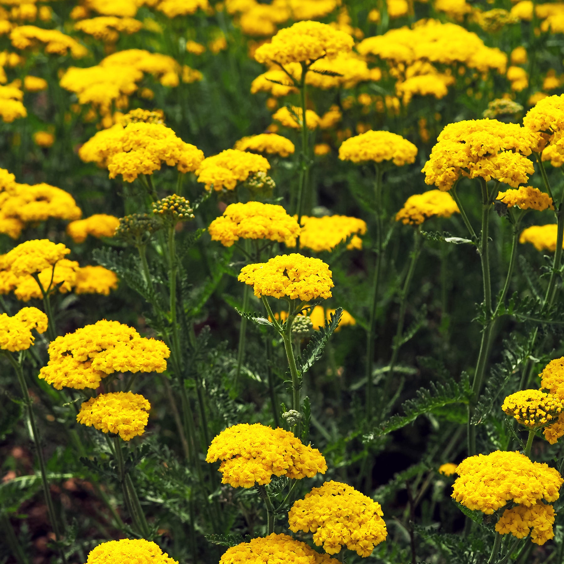 Massif de 50 plantes vivaces assorties - Superficie environ 6 m²