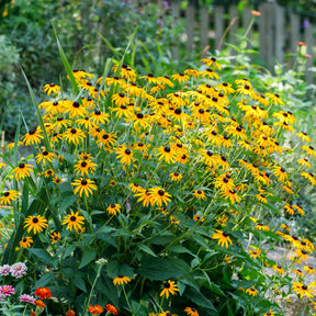 Massif de 50 plantes vivaces assorties - Superficie environ 6 m²