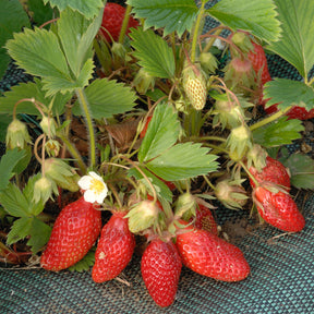 Fraisier Gariguette - Fragaria x ananassa gariguette - Willemse