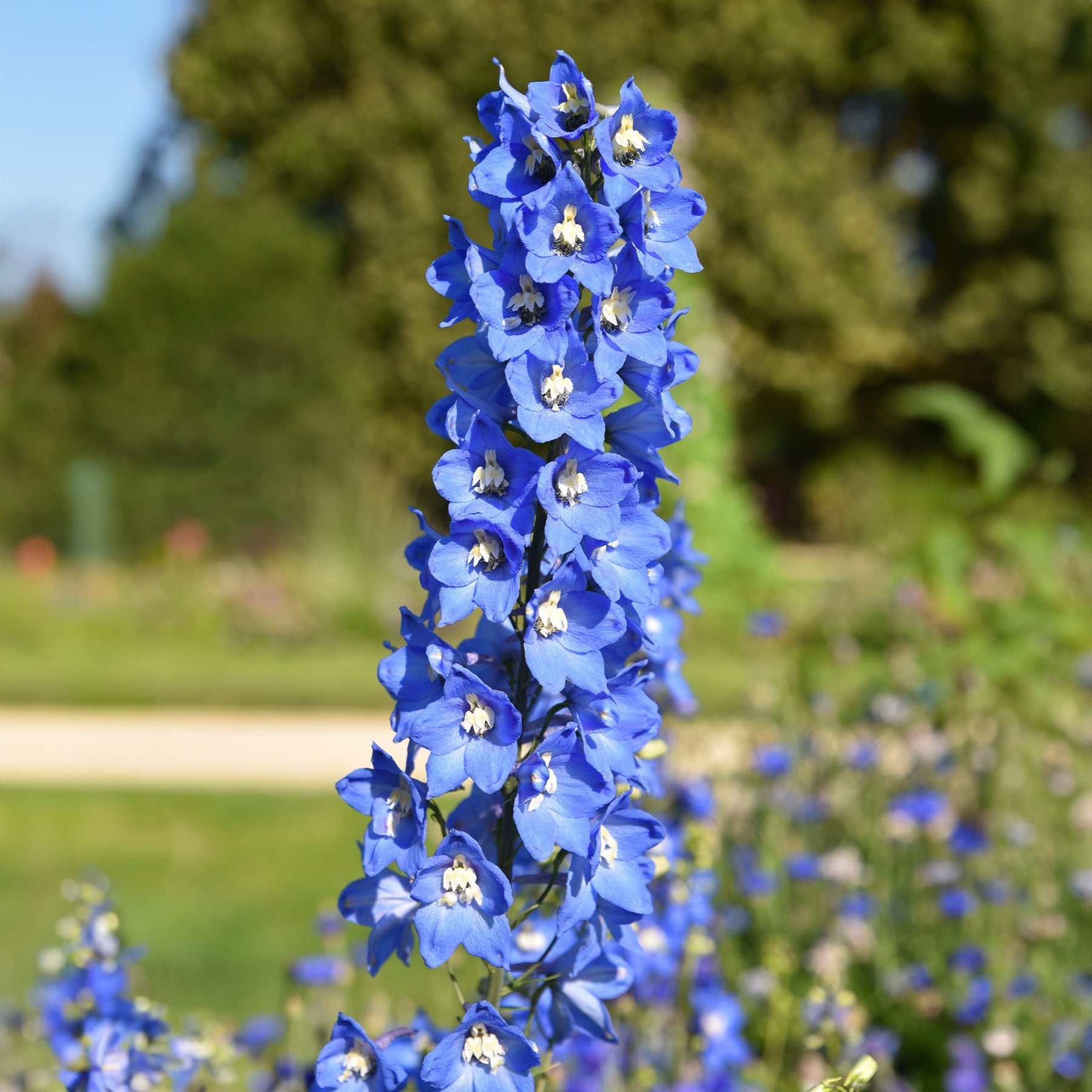 5 Delphiniums Ciel Bleu - Delphinium ciel bleu