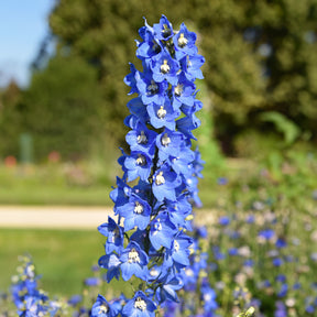 Collection de 8 delphiniums et tritomas - Delphinium Sky Blue, Kniphofia Sunningdale Gold - Willemse