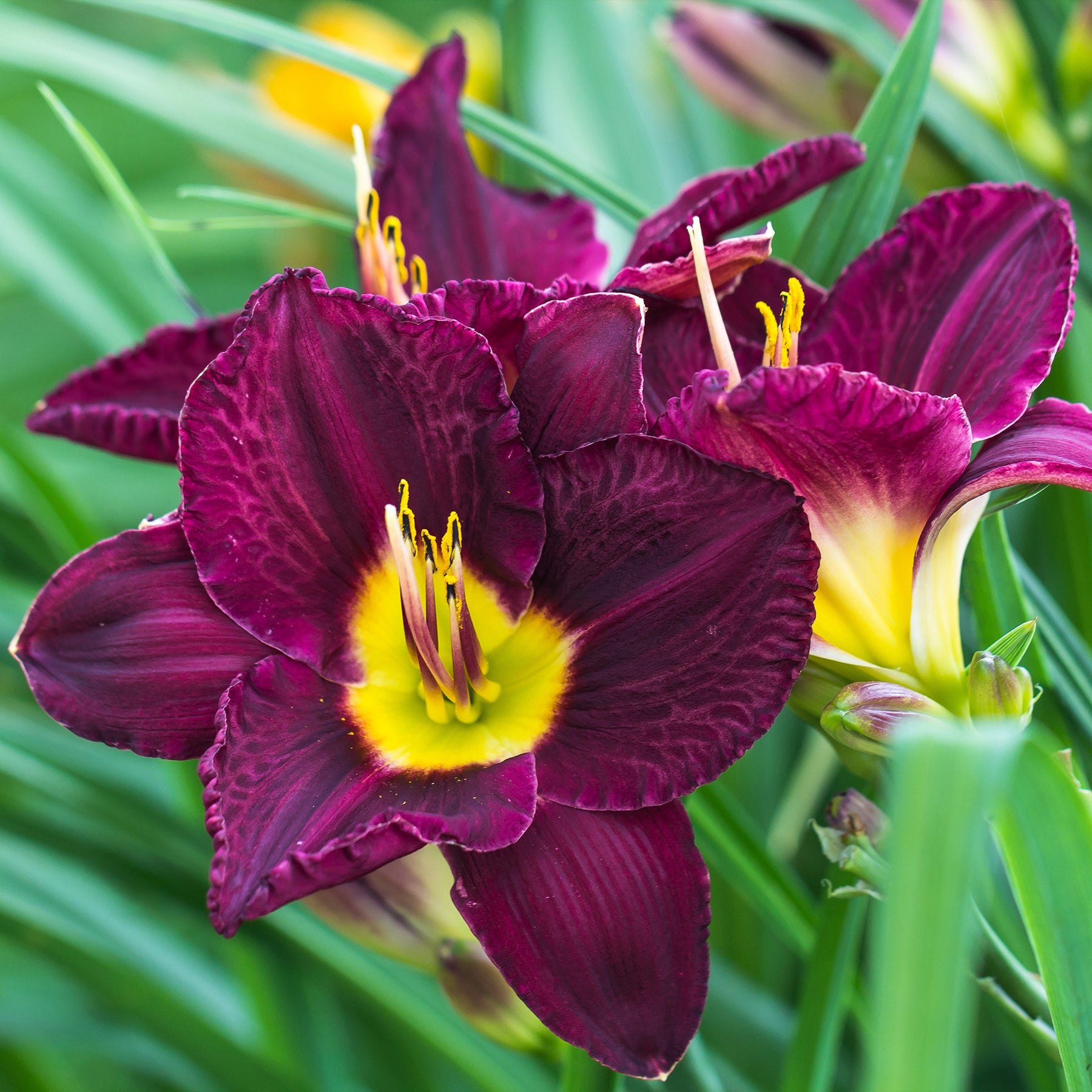 5 Lis perpétuels en mélange - Hemerocallis - Plantes