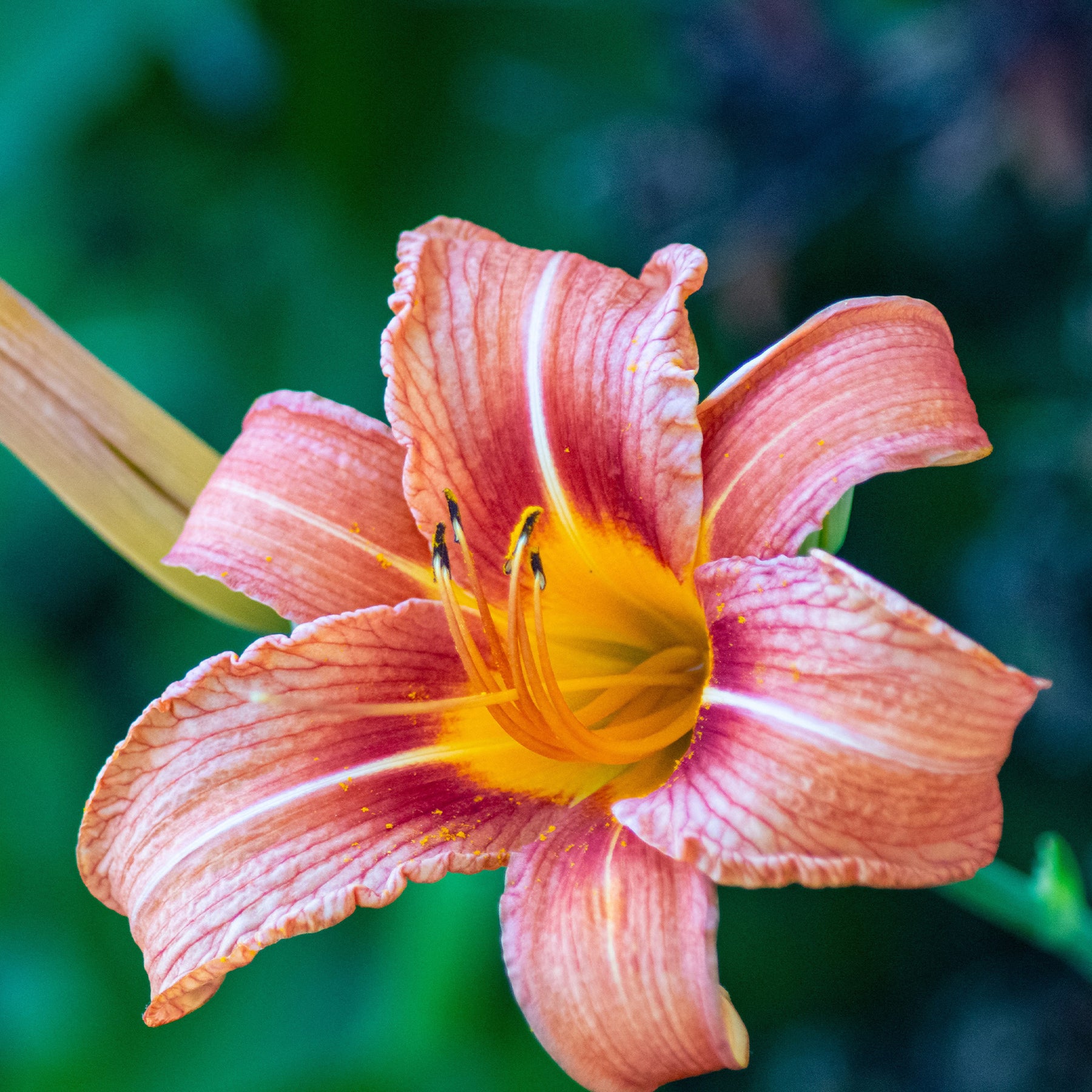 5 Lis perpétuels en mélange - Hemerocallis