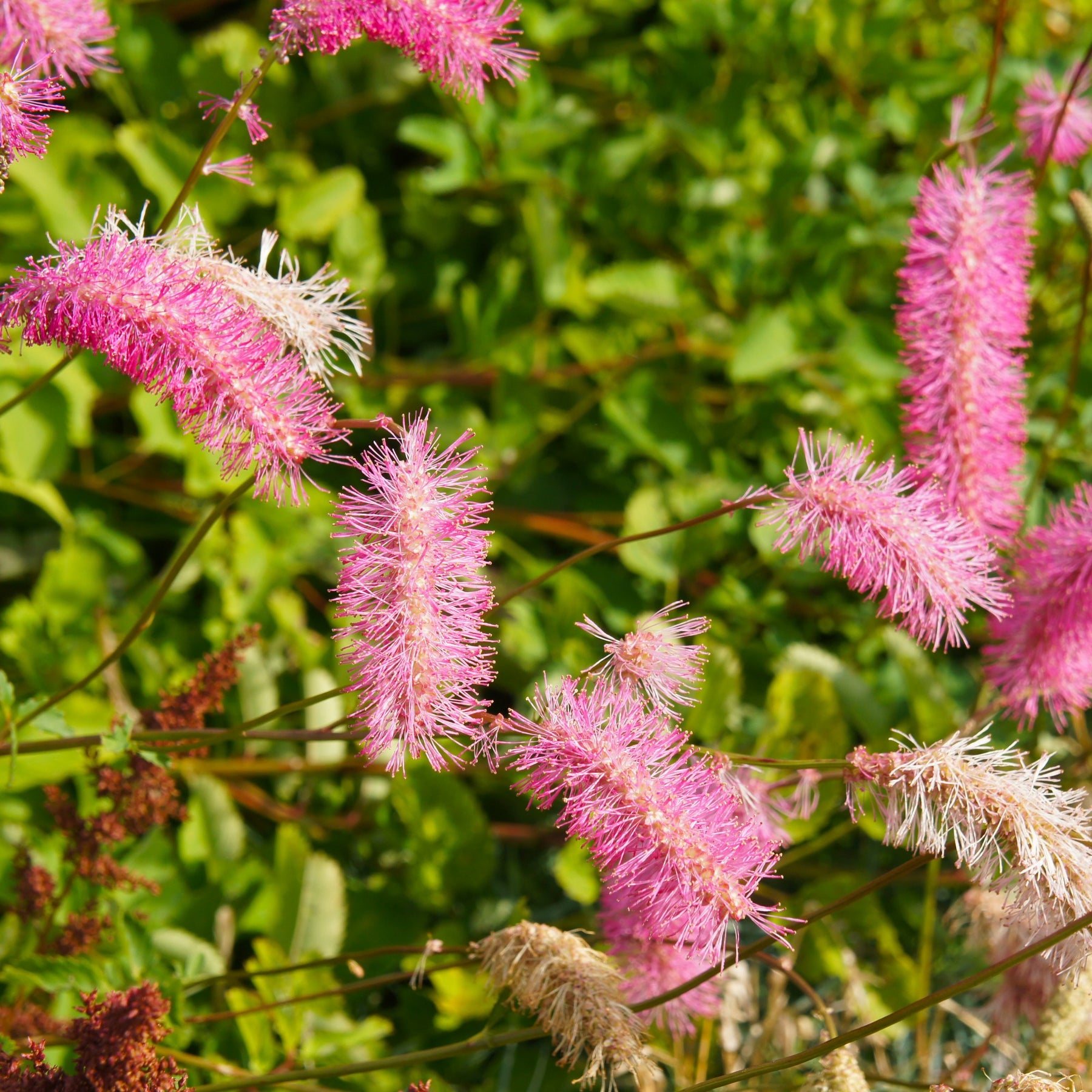 Sanguisorba obtusa, Veronicastrum virginicum Cupid - Collection de 5 Pimprenelles et de Veroniques - Sanguisorbe - Sanguisorba