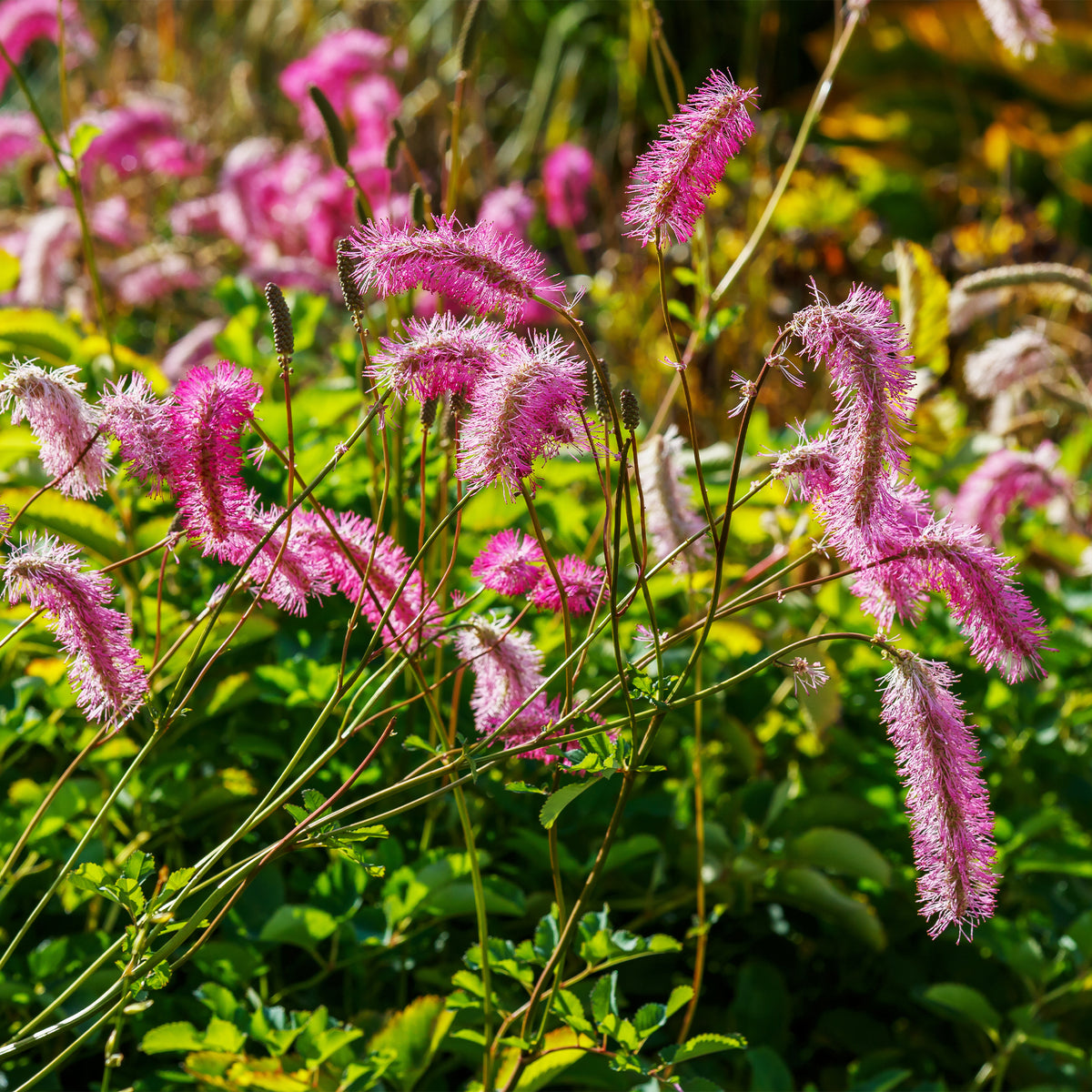 Collection de 5 Pimprenelles et de Veroniques - Sanguisorba obtusa, Veronicastrum virginicum Cupid - Willemse