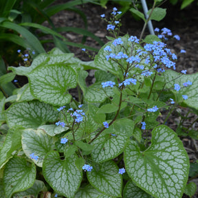 Myosotis du Caucase Emerald Mist ® - Willemse