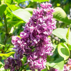 Collection de 4 Lilas doubles : bleu, rouge, lilas, blanc - Syringa vulgaris - Plantes