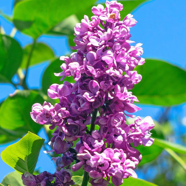 Syringa vulgaris Charles Joly - Lilas double rouge - Lilas