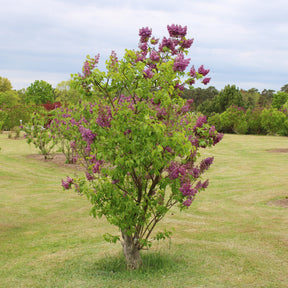 Lilas double rouge - Syringa vulgaris Charles Joly - Willemse