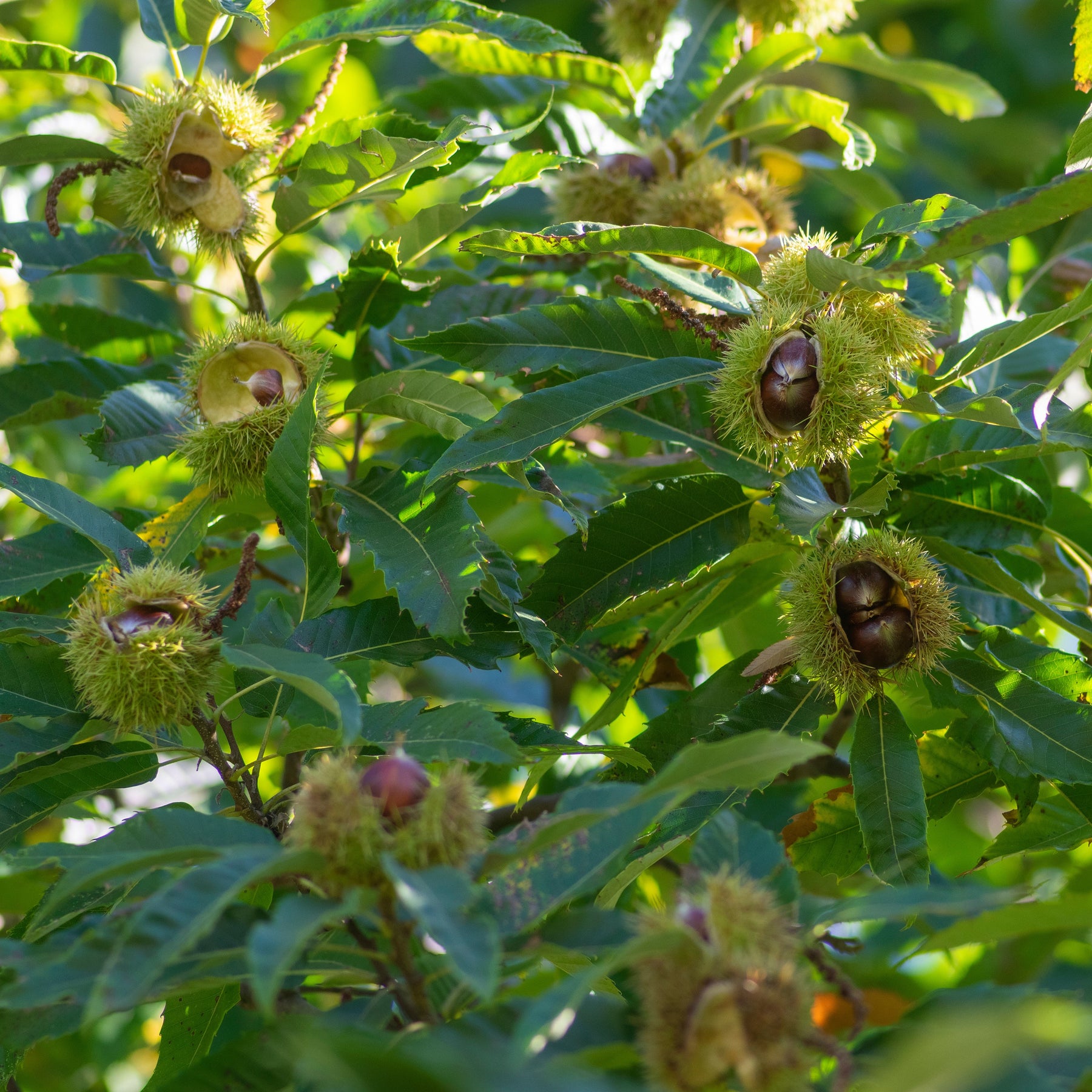 Châtaignier - Castanea sativa