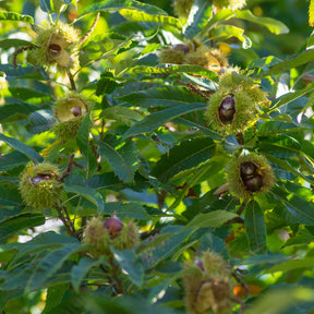 Châtaignier - Castanea sativa